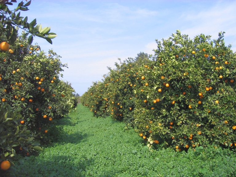 GÜZELYURT, North Cyprus guzelyurt