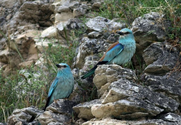 North Cyprus Birds birds north cyprus