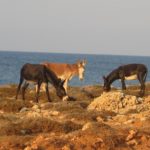 dipkarpaz north cyprus