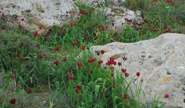 flora north cyprus