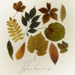 herbarium north cyprus