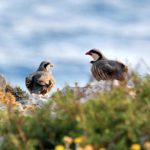 nature wildlife north cyprus