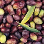 zeytinlik north cyprus