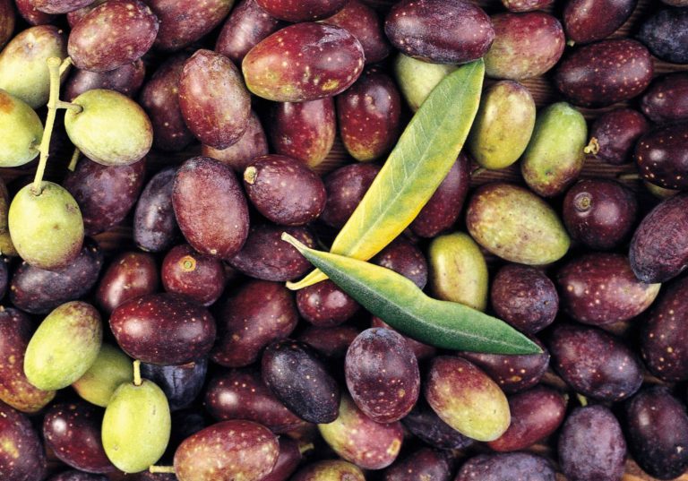 Zeytinlik, North Cyprus zeytinlik north cyprus