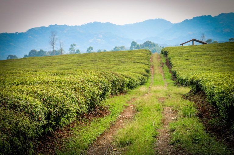 North Cyprus and Eco-Tourism eco tourism north cyprus