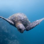 turtle watching north cyprus