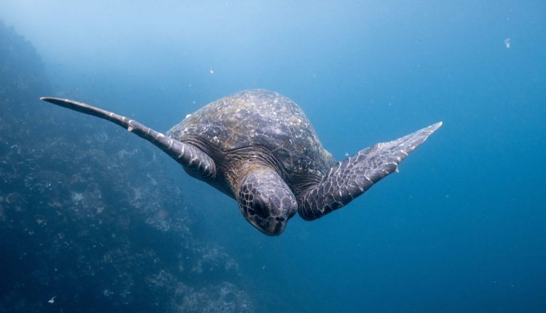 turtle watching north cyprus