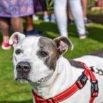 kar dog show north cyprus