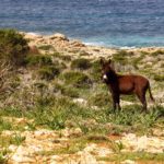 friends of karpaz north cyprus