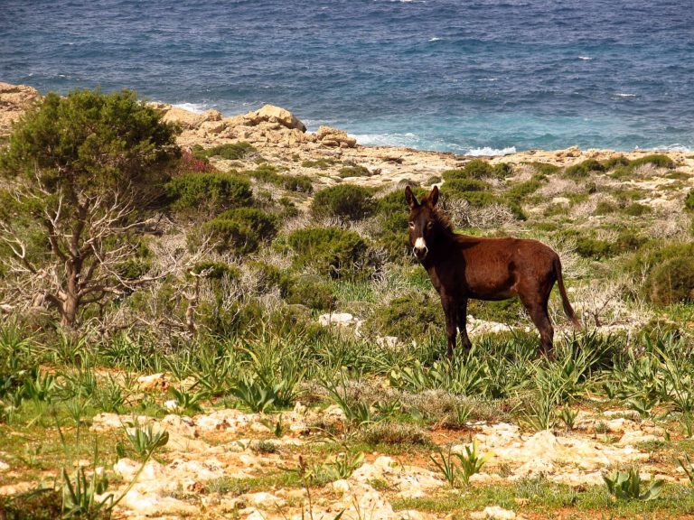 friends of karpaz north cyprus