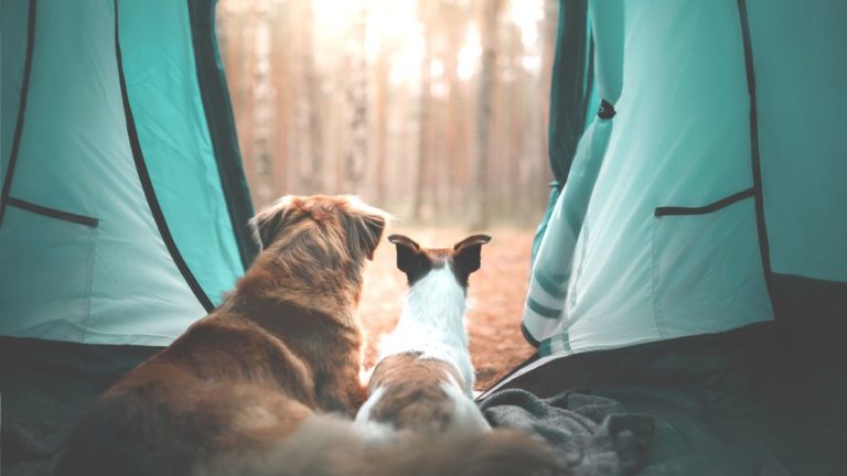 Pet Services in North Cyprus pet serivces north cyprus